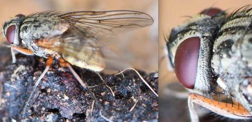 Phaonia valida
